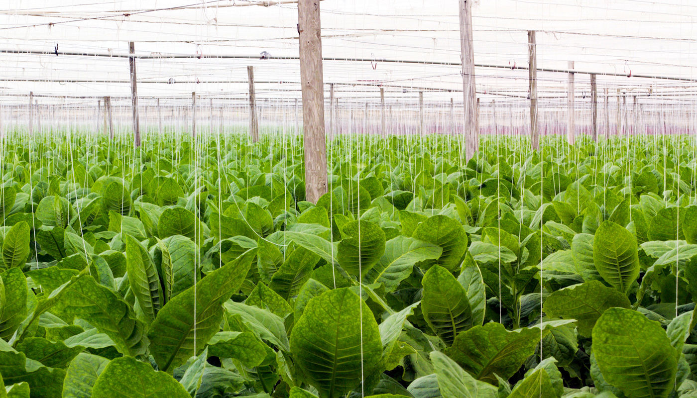 Shade Bar & Grill Orlando Sports Bar - Our Story